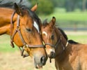 mare and foal nuzzle
