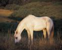 gray horse