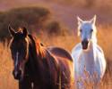 horses in field