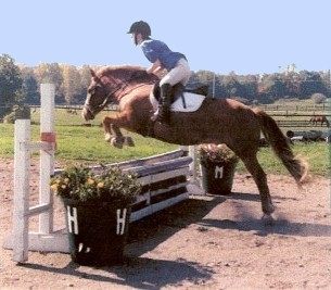 horse jumping