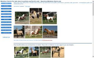 American Miniature Horse