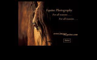 Equine Photography by Carien Schippers