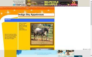 Indigo Sky Appaloosas