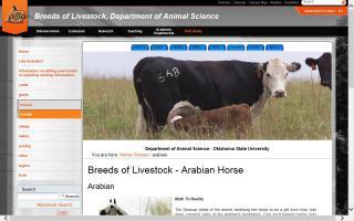 Breeds of Livestock - Arabian