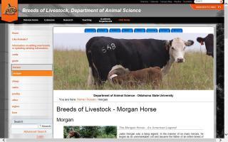 Breeds of Livestock - Morgan