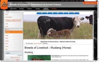 Breeds of Livestock - Mustang