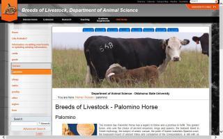 Breeds of Livestock - Palomino