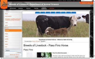 Breeds of Livestock - Paso Fino
