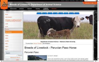 Breeds of Livestock - Peruvian Paso