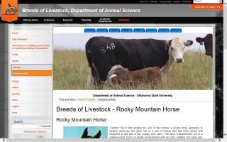 Breeds of Livestock - Rocky Mountain Horse