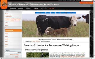 Breeds of Livestock - Tennessee Walking Horse
