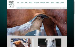 All About Equine Animal Rescue - AAE