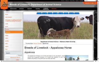 Breeds of Livestock - Appaloosa